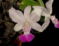 C. walkeriana